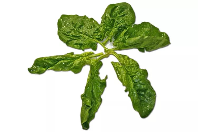 7 Health Benefits Of Spinach