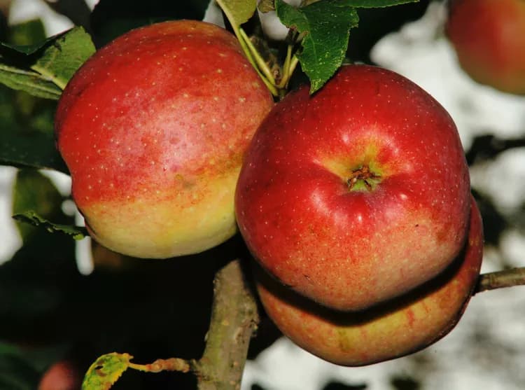 7 Ways How Apples Could Improve Your Health