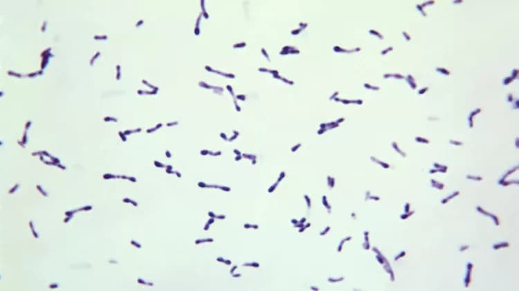 CDC/Graham Heid