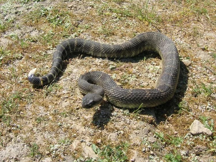 Beware! Deceptive Snake Found in New York State! Dead or Alive?