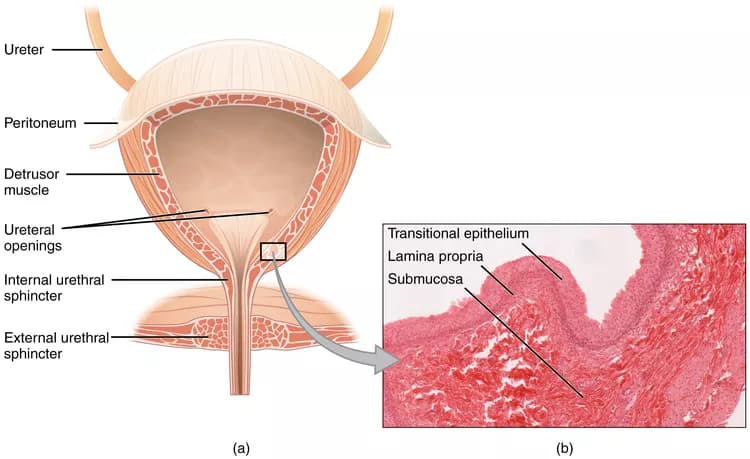Anatomy & Physiology, Connexions Web site.