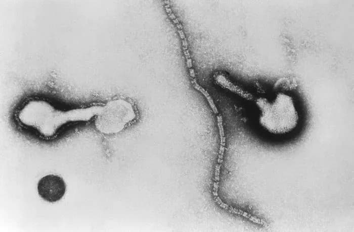 CDC/Dr. Erskine Palmer