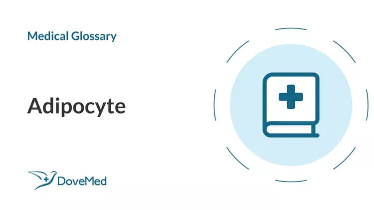 Adipocyte