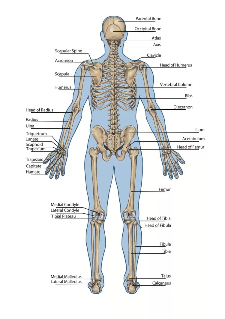 New Skeletal Disease Found And Explained