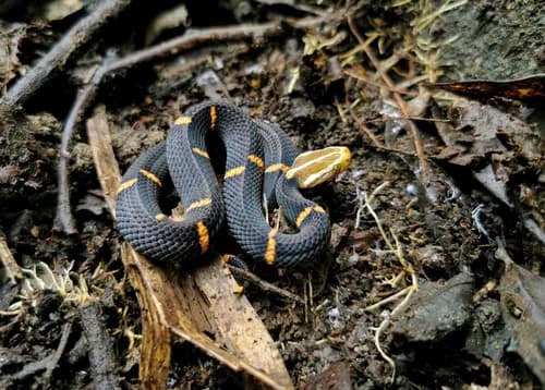 Image by tong-tong - inaturalist
