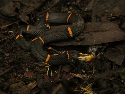Image by Lu Chen - inaturalist