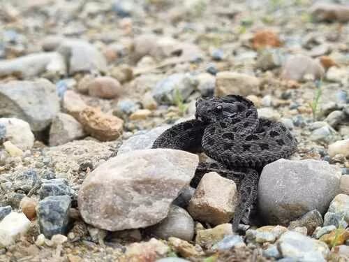 Image by lindeq - inaturalist