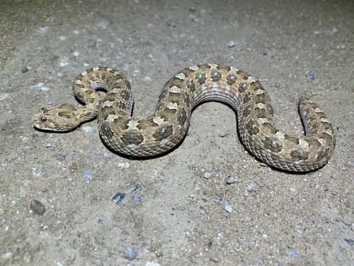 Image by Totes Scelotes - inaturalist