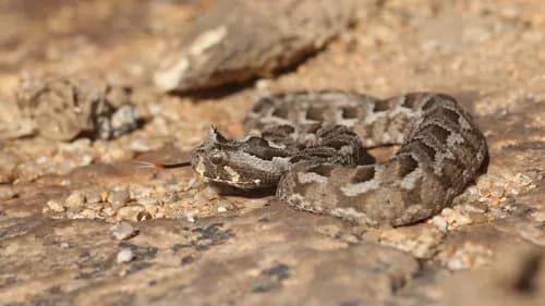 Image by Otto Bylén Claesson - inaturalist
