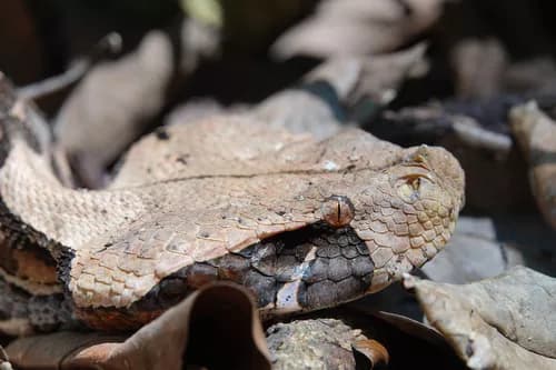Image by Barna Takats - inaturalist
