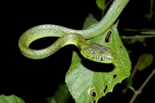 Image by bankv - inaturalist