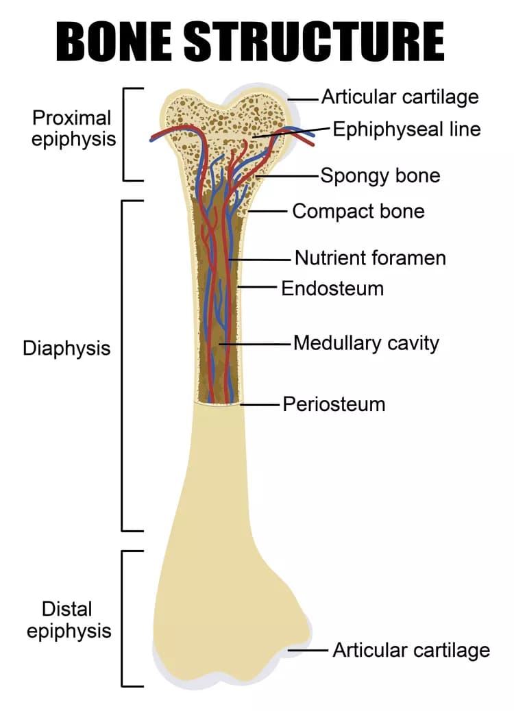 Facts about Primary Myelofibrosis