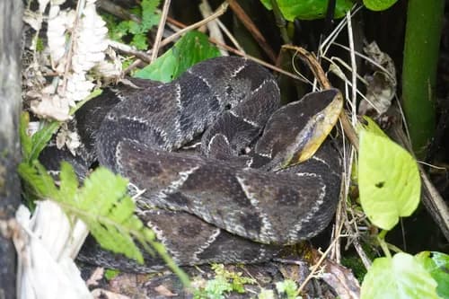 Image by grant_mccargar - inaturalist