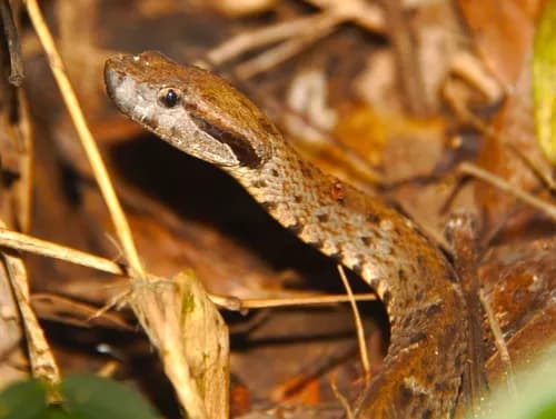 Image by cedluca - inaturalist