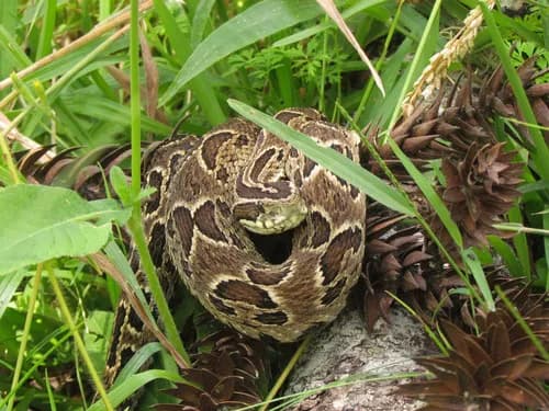 Image by Luis Funez - inaturalist