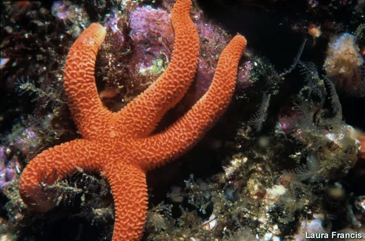 Starfish Sting