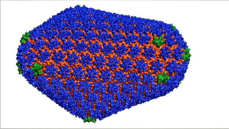 Juan R. Perilla and the Theoretical and Computational Biophysics Group, University of Illinois at Urbana-Champaign