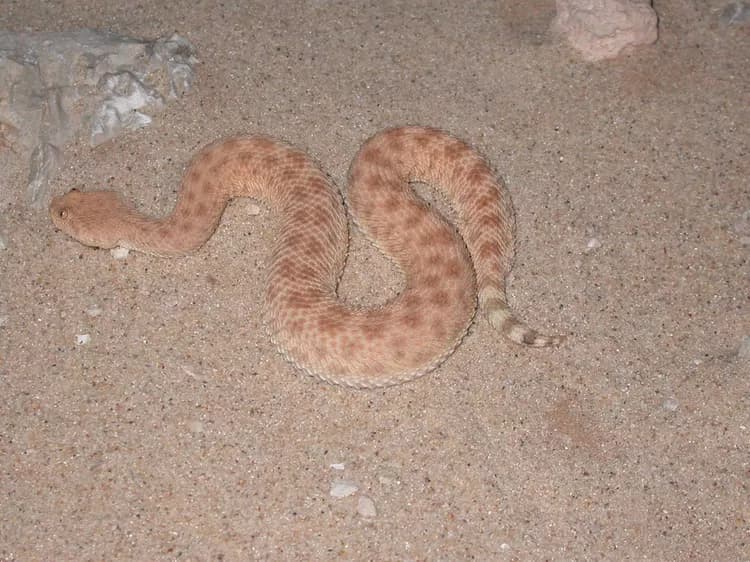 Image by jujurenoult - Inaturalist