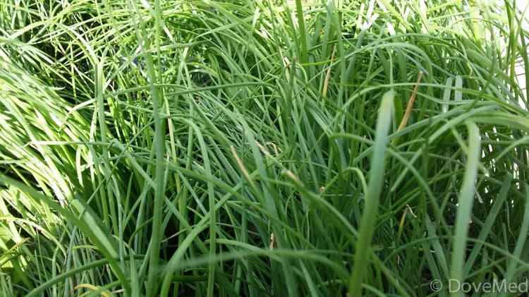 7 Health Benefits Of Chives