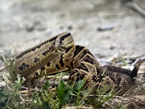 Image by robinscholte - inaturalist