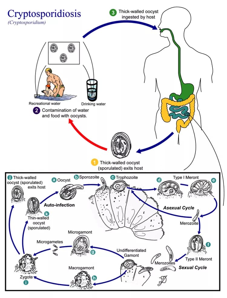 Cryptosporidiosis