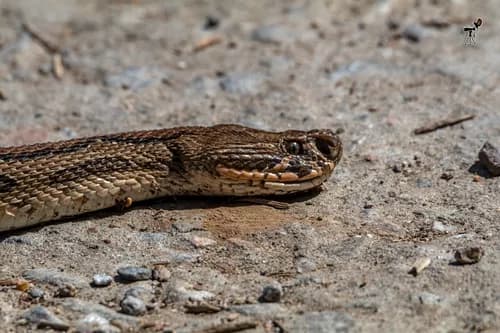 Image by Uday Agashe - inaturalist