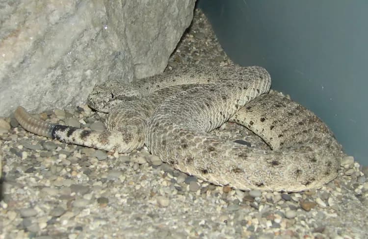 First Aid for Sonoran Desert Sidewinder Bite