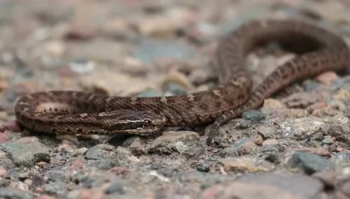 Image by wolpertinger-rus - inaturalist