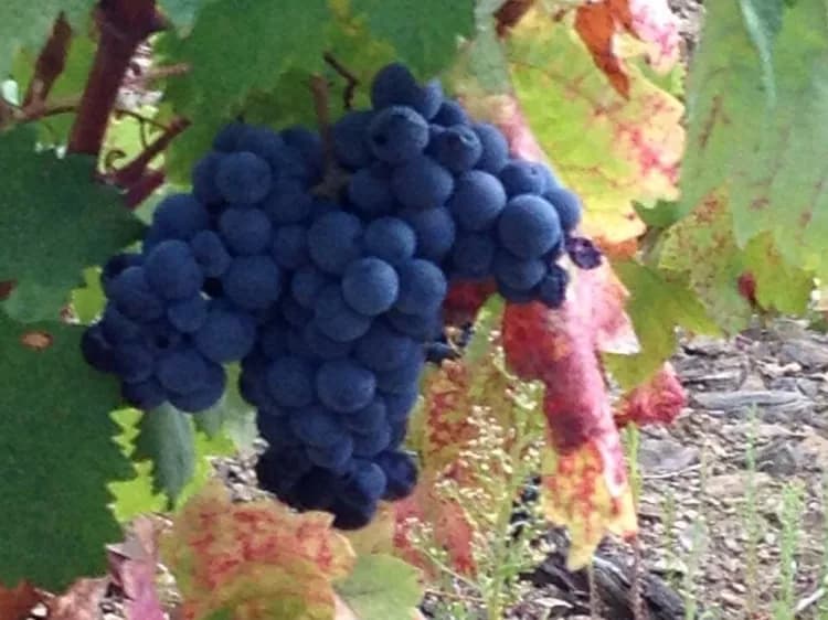 7 Health Benefits Of Grapes