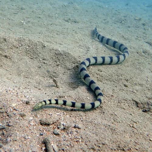 Image by Claire Goiran - inaturalist