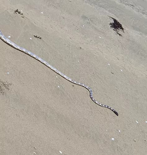 Image by jaymieok - inaturalist