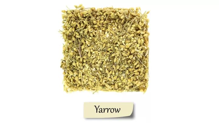 7 Health Benefits Of Yarrow