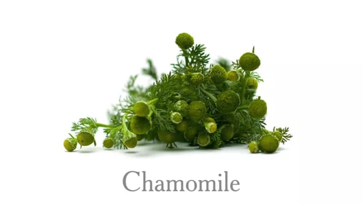 7 Health Benefits Of Chamomile