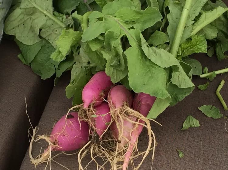 7 Health Benefits Of Radish