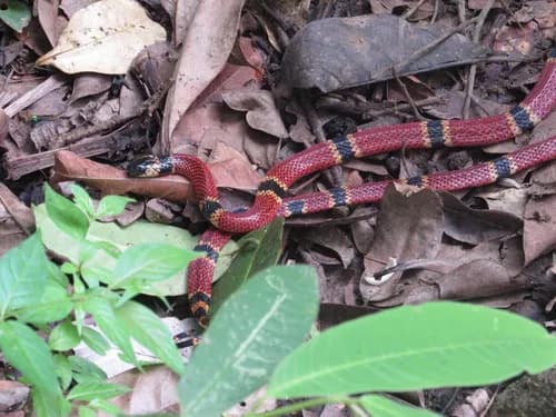 Image by Eric Moody - inaturalist