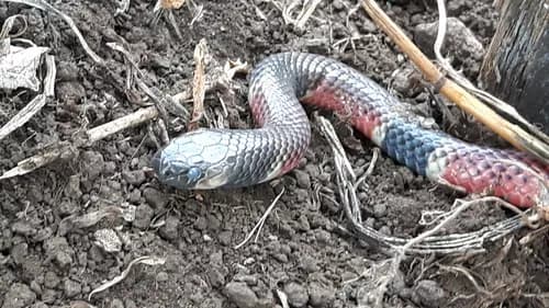 Image by David Molina Jiménez - inaturalist