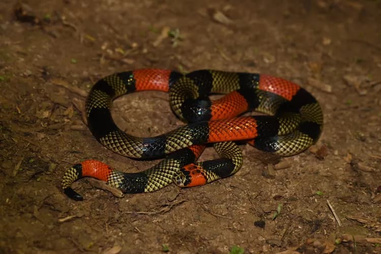 Image by Alex Castelein - inaturalist