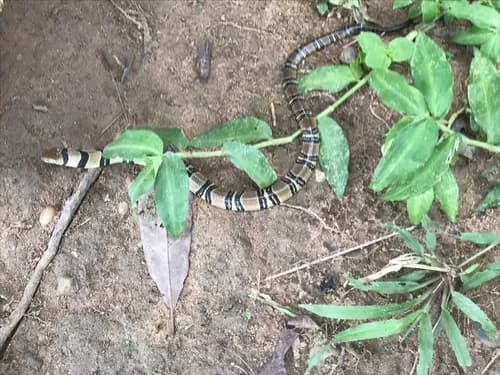 Image Rod Cassidy - inaturalist