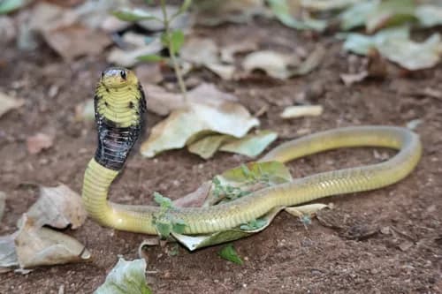 Image by Jacob Dirsuwei - inaturalist