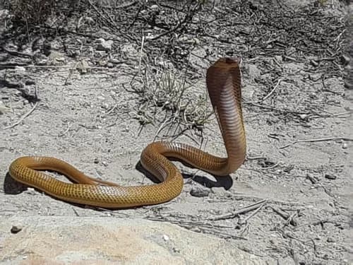 Image by marietjieharmse - inaturalist