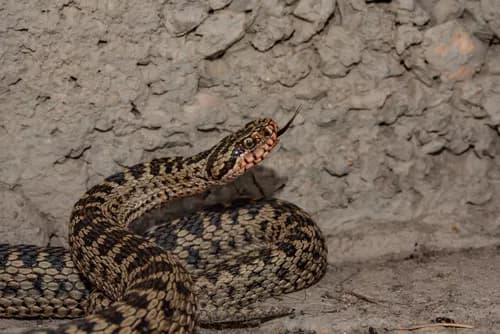 Image by Valentina Volkova - inaturalist
