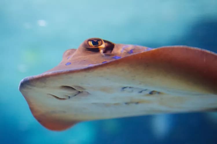 First Aid for Stingray Sting