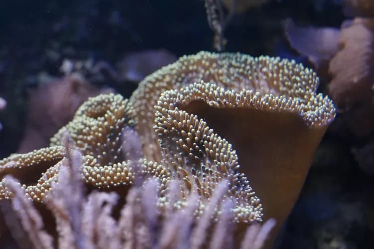 Coral Sting