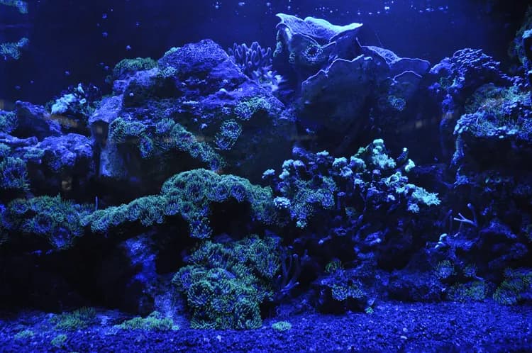 First Aid for Coral Sting