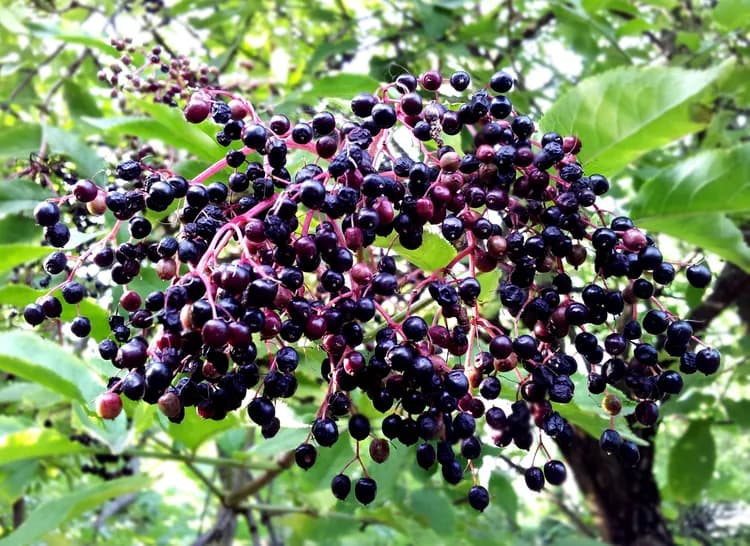 7 Health Benefits Of Elderberries