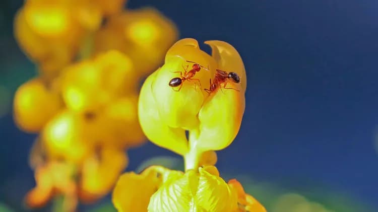 First Aid for Fire Ant Stings