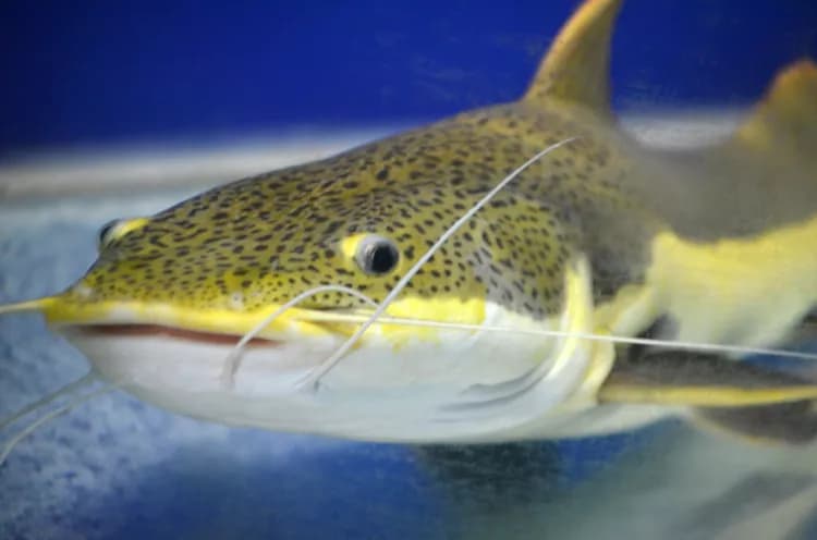 Catfish Sting