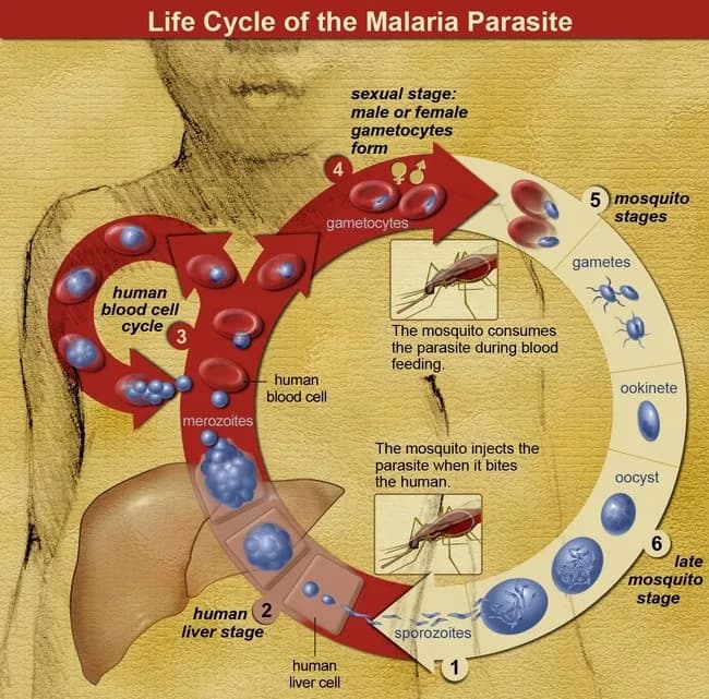 Nobel Prize For Physiology And Medicine 2015 Awarded For Research On Parasites