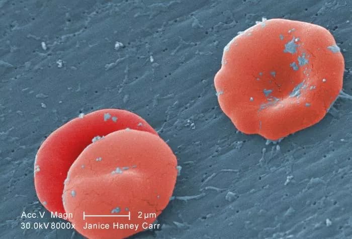 Stem Cell Memories May Hold Answer To Their Reproduction, Study Finds