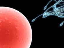Researchers Identify Molecule Needed For Sperm Activation